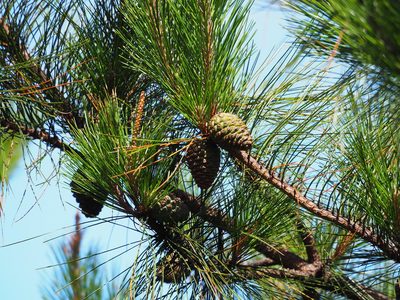 Pinus taiwanensis, photographed by 葉子