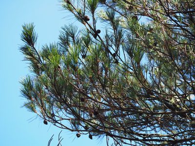 Pinus taiwanensis, photographed by 葉子