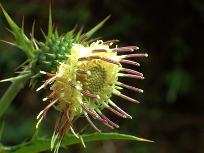 Cirsium arisanense, photographed by 葉子