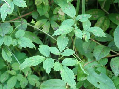 Clematis apiifolia, photographed by Yoshihiro Tokue