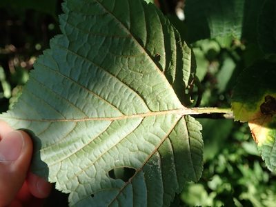 Acer rufinerve, photographed by Yoshihiro Tokue