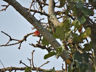 Erythrina abyssinica, photographed by Annika Lindqvist