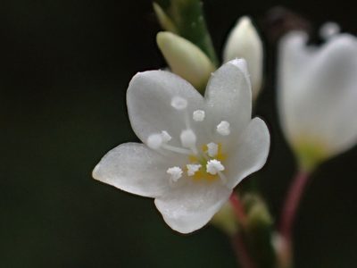 Polygonum posumbu, photographed by 葉子