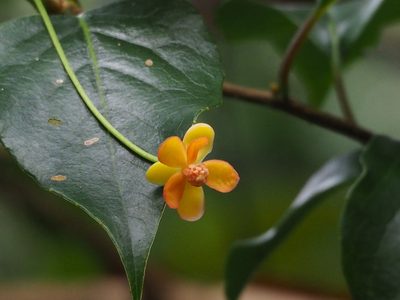 Schisandra arisanensis, photographed by 葉子