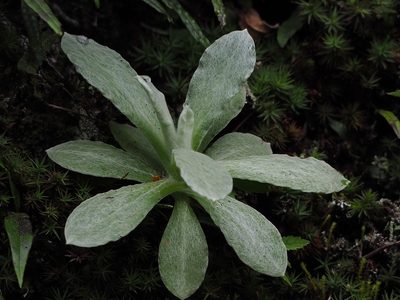 Pseudognaphalium adnatum, photographed by 葉子
