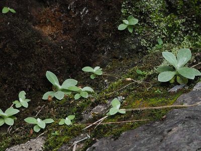 Pseudognaphalium adnatum, photographed by 葉子