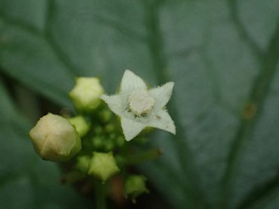 Zehneria guamensis, photographed by 葉子