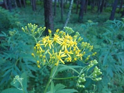 Jacobaea cannabifolia, photographed by Yoshihiro Tokue