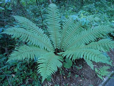 Dryopteris crassirhizoma, photographed by Yoshihiro Tokue