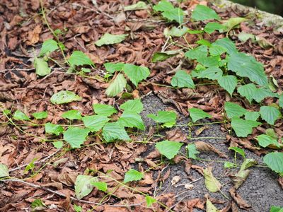 Zehneria guamensis, photographed by 葉子