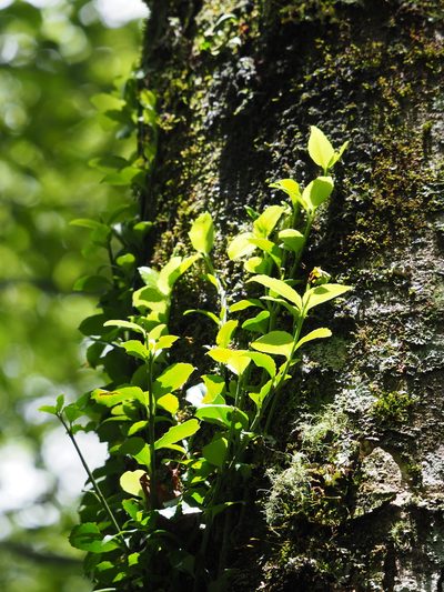 Euonymus spraguei, photographed by 葉子
