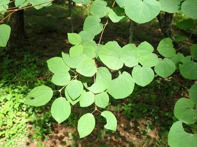 Cercidiphyllum japonicum, photographed by Yoshihiro Tokue