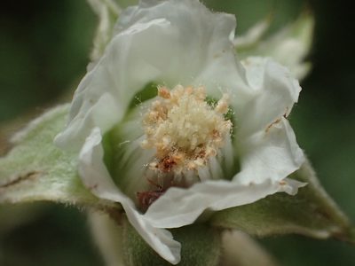 Rubus formosensis, photographed by 葉子