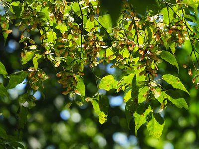 Acer caudatifolium, photographed by 葉子