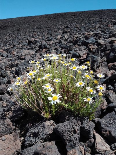 Argyranthemum tenerifae, photographed by Marc Fradera-Soler