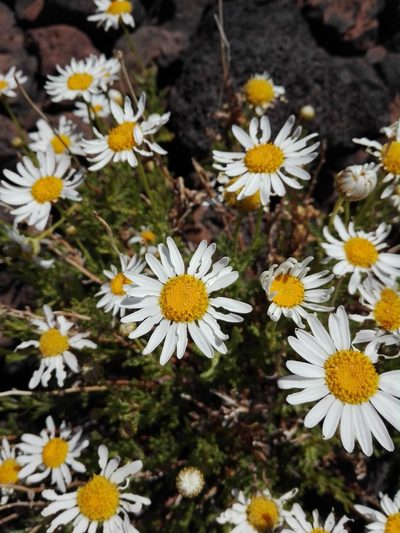 Argyranthemum tenerifae, photographed by Marc Fradera-Soler
