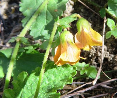 Hermannia scabricaulis, photographed by linkie