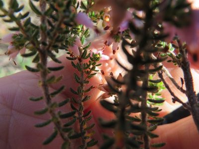 Erica interrupta, photographed by linkie