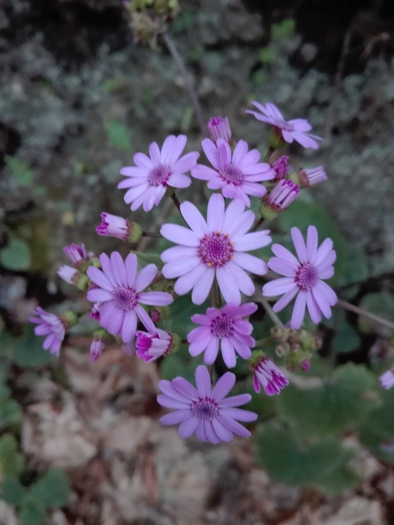 Pericallis cruenta, photographed by Marc Fradera-Soler