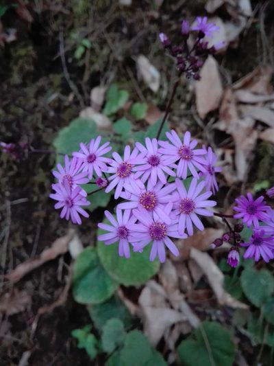 Pericallis cruenta, photographed by Marc Fradera-Soler