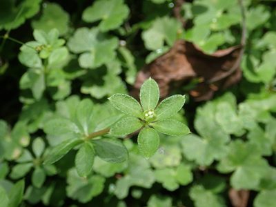 Galium echinocarpum, photographed by 葉子