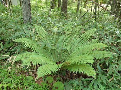 Dryopteris crassirhizoma, photographed by Yoshihiro Tokue