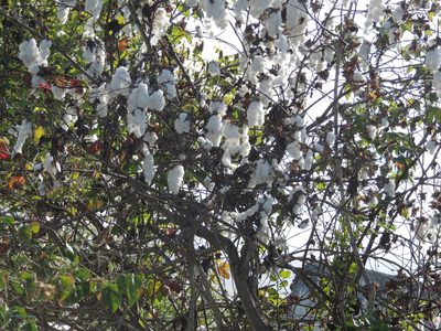 Gossypium darwinii, photographed by Victor E. Chocho