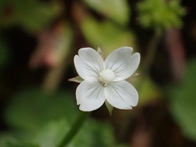 Epilobium amurense, photographed by 葉子