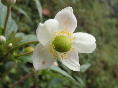 Eriocapitella vitifolia, photographed by 葉子