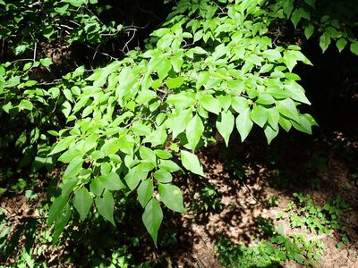 Lindera praecox, photographed by Yoshihiro Tokue