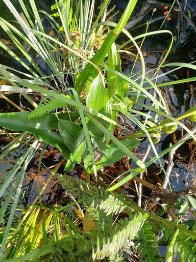 Peltandra sagittifolia, photographed by Valerie Anderson