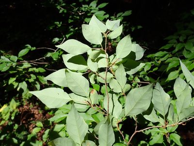 Lindera praecox, photographed by Yoshihiro Tokue