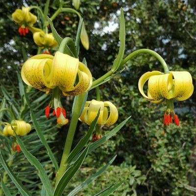 Lilium pyrenaicum, photographed by Marc Fradera-Soler