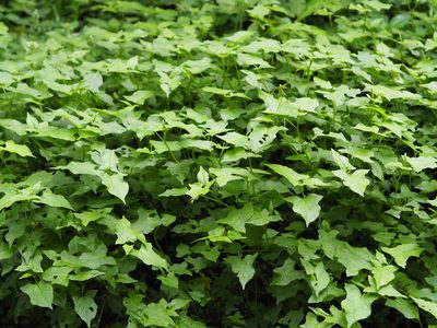 Polygonum biconvexum, photographed by 葉子