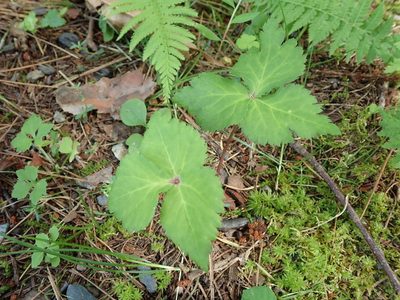 Cryptotaenia japonica, photographed by Yoshihiro Tokue