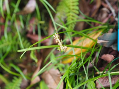 Ophiopogon intermedius, photographed by 葉子