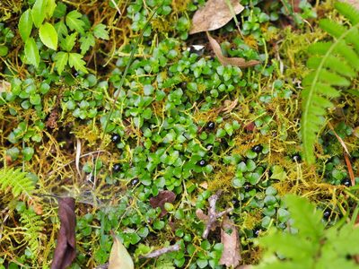 Nertera nigricarpa, photographed by 葉子