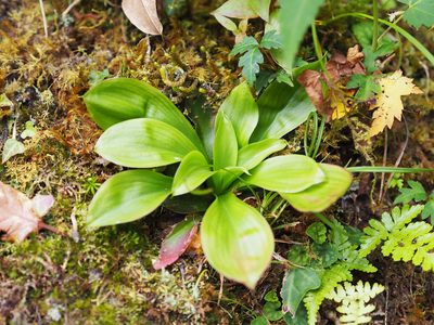 Helonias umbellata, photographed by 葉子