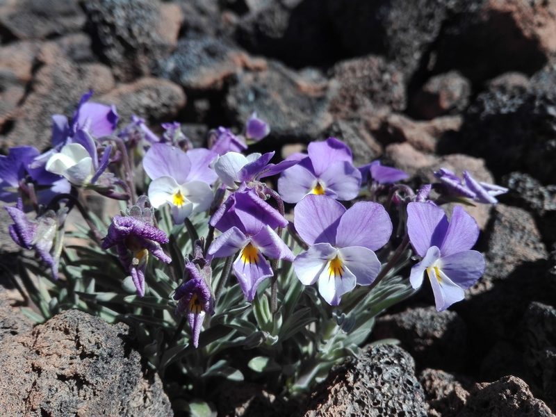 Viola cheiranthifolia, photographed by Marc Fradera-Soler