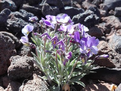 Viola cheiranthifolia, photographed by Marc Fradera-Soler