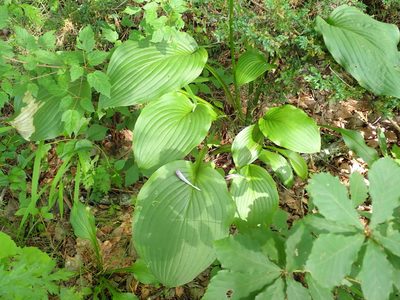 Hosta sieboldiana, photographed by Yoshihiro Tokue