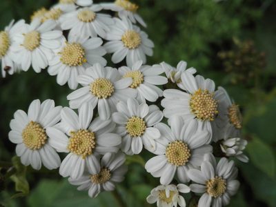 Pericallis murrayi, photographed by Marc Fradera-Soler