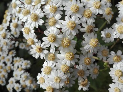Pericallis murrayi, photographed by Marc Fradera-Soler