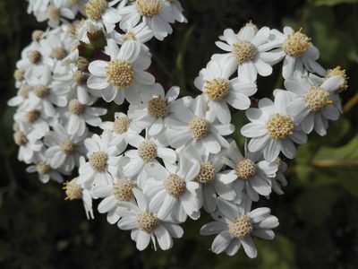 Pericallis murrayi, photographed by Marc Fradera-Soler