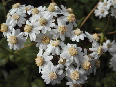 Pericallis murrayi, photographed by Marc Fradera-Soler