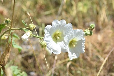 Alcea nudiflora, photographed by Kudaibergen Amirekul