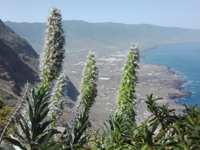 Echium hierrense, photographed by Marc Fradera-Soler