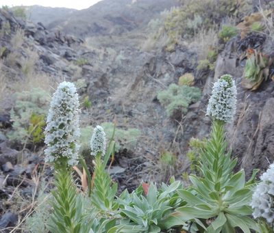 Echium hierrense, photographed by Marc Fradera-Soler