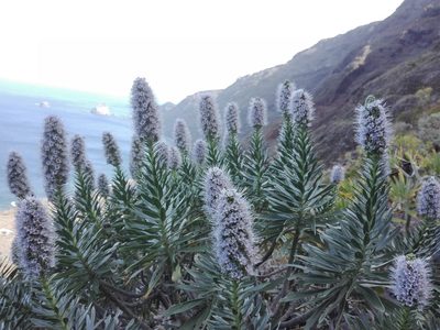 Echium hierrense, photographed by Marc Fradera-Soler