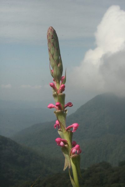Satyrium nepalense, photographed by P Jeganathan